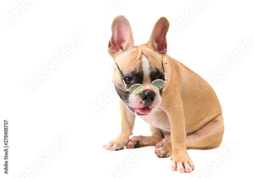 Fototapeta Naklejka Na Ścianę i Meble -  cute french bulldog wear glasses isolated