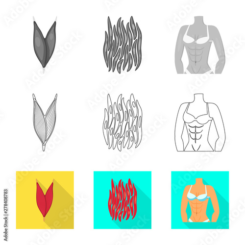 Isolated object of fiber and muscular logo. Collection of fiber and body vector icon for stock.
