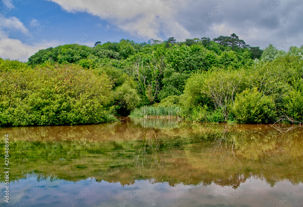 lake in forest lake in forest