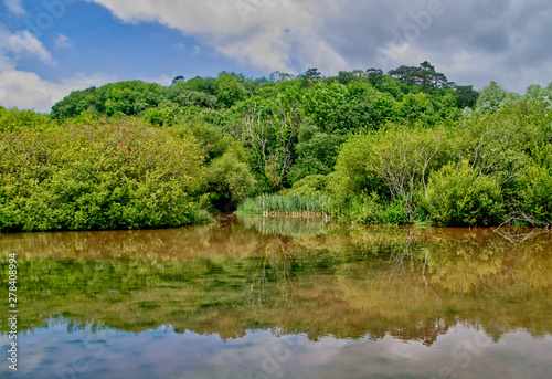 lake in forest