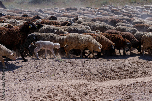 Sheep on the meadow, natural outdoor animal background. Traditional sheep breeding 