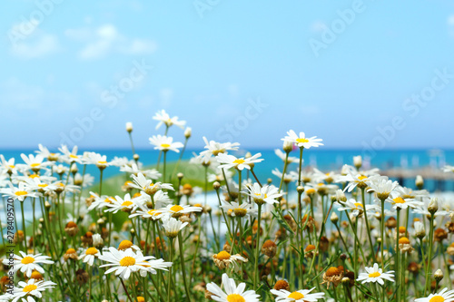 Daisy flowers on a background of the sea and blue sky.