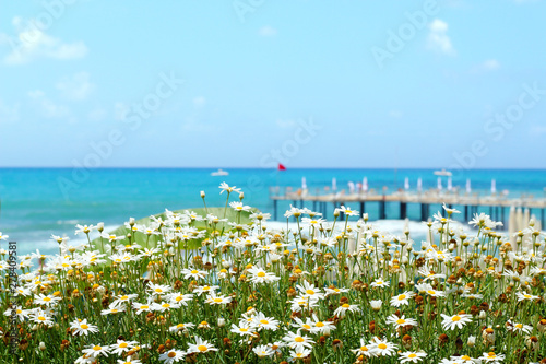 White daisy flowers on a background of the sea.