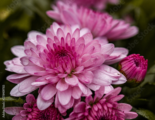 Photo pink chrysanthemum flower