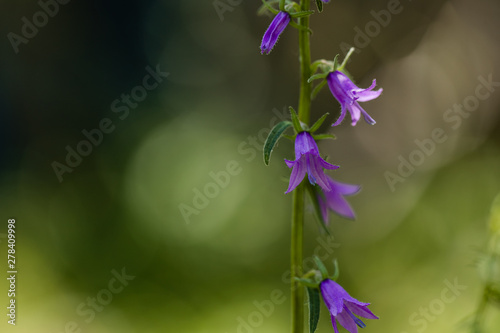Beautiful Purple Bluebell Flower