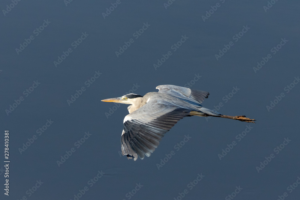 Obraz premium Heron in flight over water