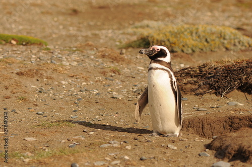 Spheniscus magellanicus, Magellanic penguin alone on the beach where they make their nests near the sea. Patagonia, Argentina.