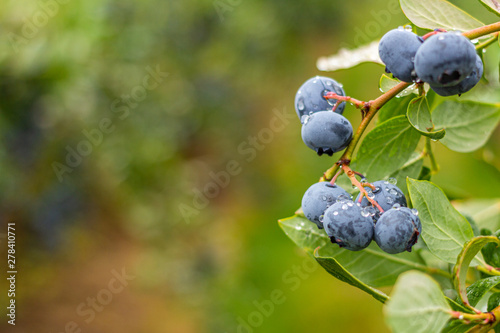 Photo Fresh blueberries on vine.