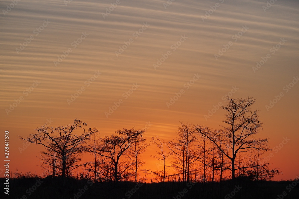 Sunset behind cypress trees on the road to Pa Hay Okee overlook in Everglades National Park, Florida.