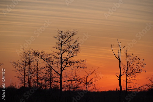 Sunset behind cypress trees on the road to Pa Hay Okee overlook in Everglades National Park, Florida. photo