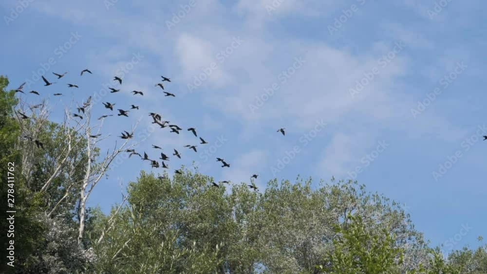 Flock of geese flying in an imperfect formation. Slow motion. Birds Geese flying in formation, Blue sky background. Migrating Greater birds flying in Formation . Big Flock of birds. Flock of geese flying in an imperfect formation. Slow motion. Birds Geese flying in formation, Blue sky background. Migrating Greater birds flying in Formation . Big Flock of birds.