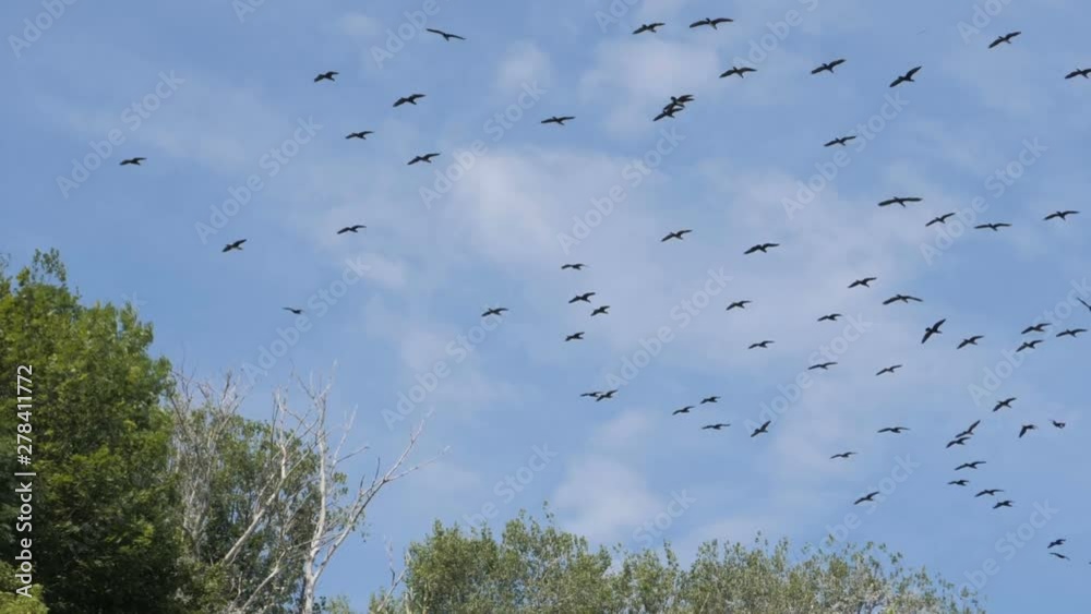 Flock of geese flying in an imperfect formation. Slow motion. Birds Geese flying in formation, Blue sky background. Migrating Greater birds flying in Formation . Big Flock of birds. Flock of geese flying in an imperfect formation. Slow motion. Birds Geese flying in formation, Blue sky background. Migrating Greater birds flying in Formation . Big Flock of birds.