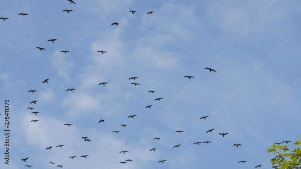 Flock of geese flying in an imperfect formation. Slow motion. Birds Geese flying in formation, Blue sky background. Migrating Greater birds flying in Formation . Big Flock of birds. Flock of geese flying in an imperfect formation. Slow motion. Birds Geese flying in formation, Blue sky background. Migrating Greater birds flying in Formation . Big Flock of birds.