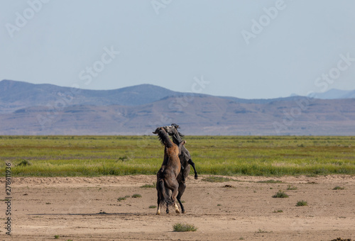 Wild Horse Stallions Fighting in the Desert © natureguy