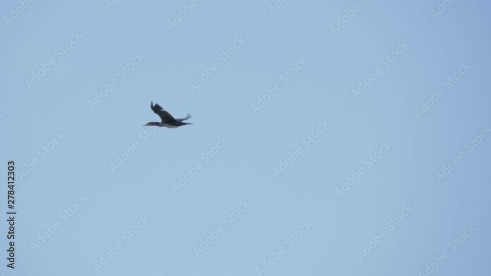 Alone geese flying in an imperfect formation. Slow motion. One Bird Geese flying in formation, Blue sky background. Migrating Greater bird flying in Formation .