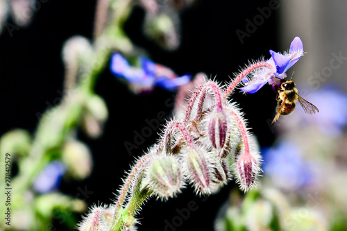 bee on a flower © Travis