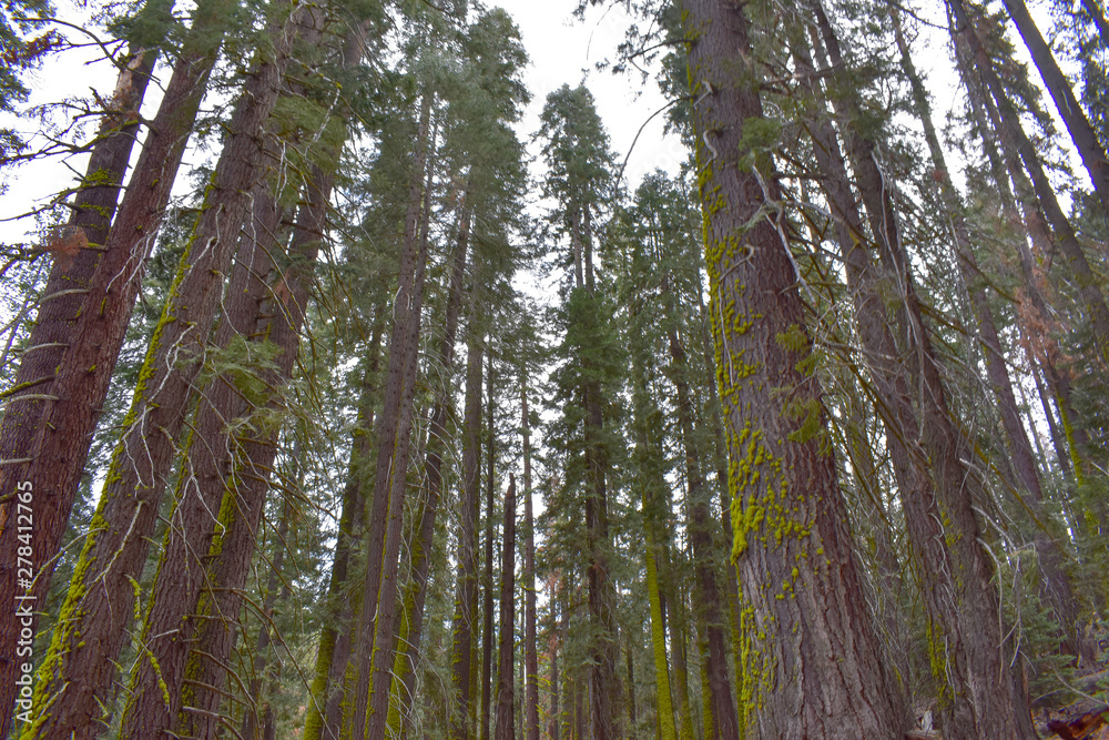 Fototapeta premium Yosemite National Park