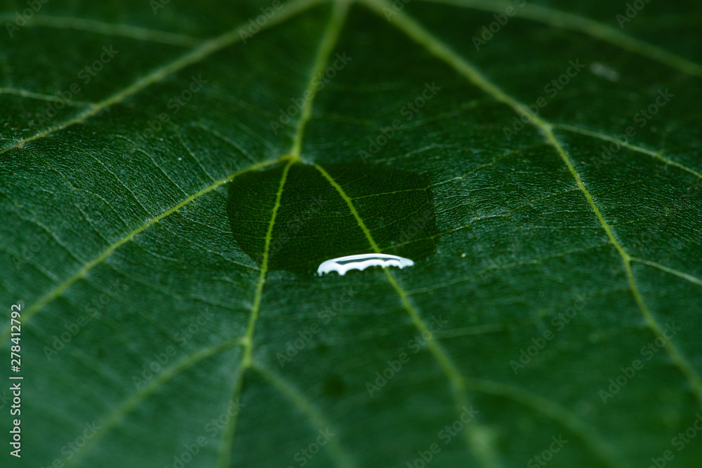 Close up Macro shot of a leaf tree in the middle of a drop of water that glistens in the sun. Close up Macro shot of a leaf tree in the middle of a drop of water that glistens in the sun.