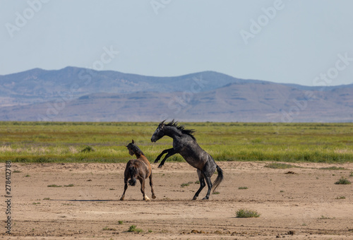 Wild Horse Stallions Fighting in the Desert