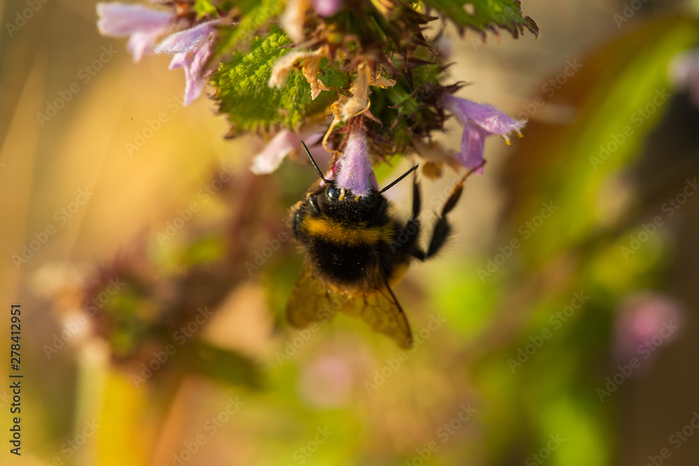 Close up Macro shot of a bumblebee flying on purple flowers gathering honest nectar. Close up Macro shot of a bumblebee flying on purple flowers gathering honest nectar.