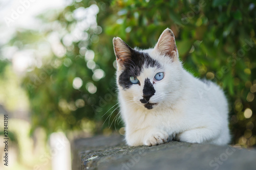 猫