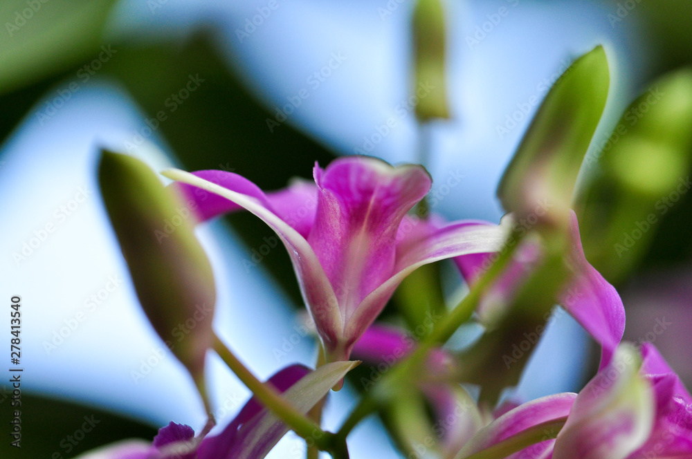 Obraz premium Orchid flower