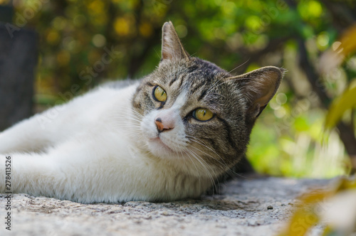 猫