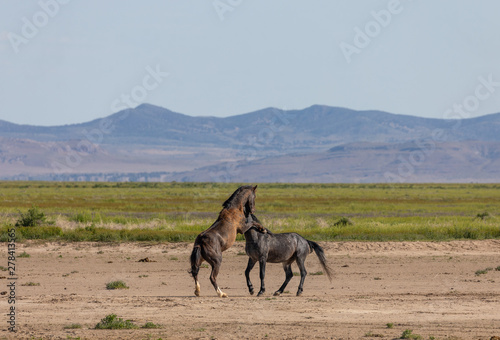 Wild Horse Stallions Fighting in the Desert