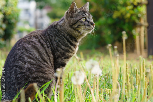 猫