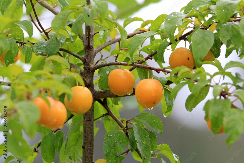 Ripening plum fruit in the rain in the garden Ripening plum fruit in the rain in the garden