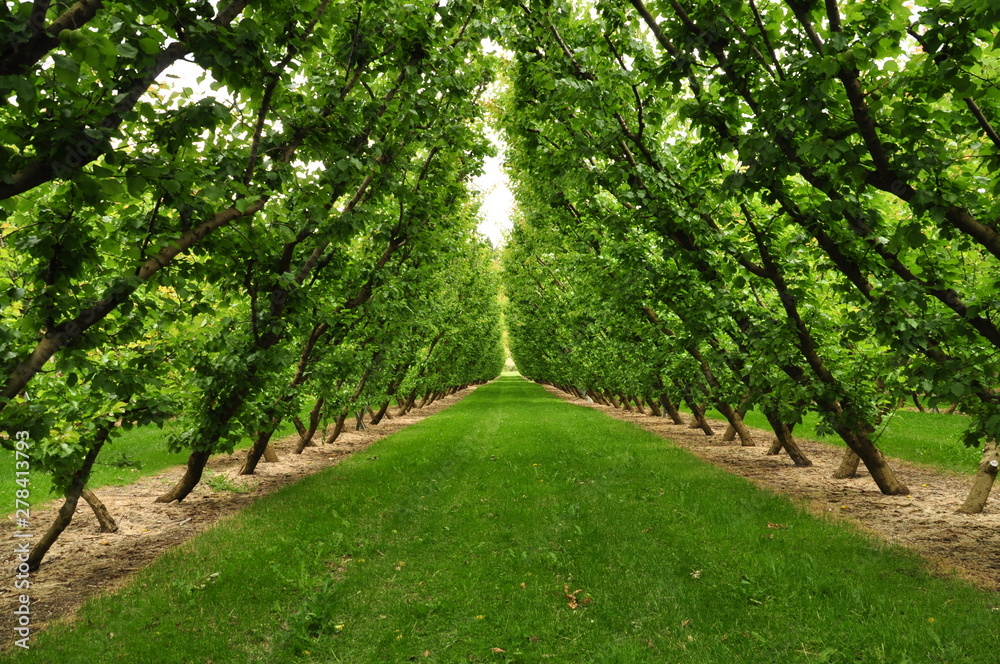 Fototapeta premium path in the orchard