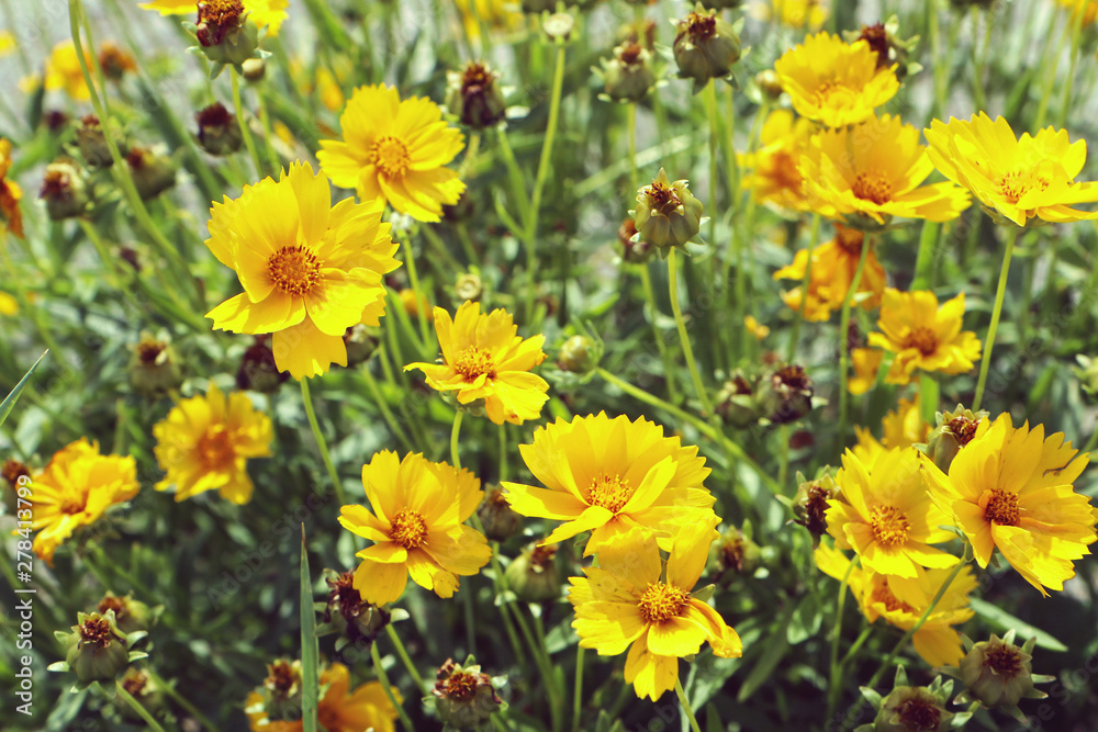 Bright yellow daisy wildflowers in a summer meadow Bright yellow daisy wildflowers in a summer meadow