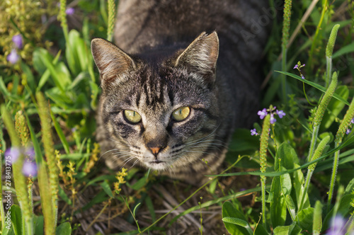 猫