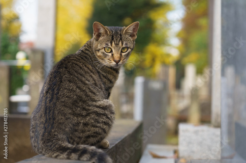 猫