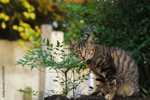猫