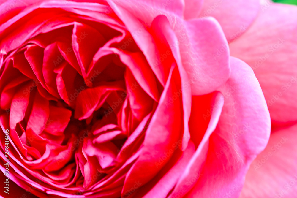 pink rose macro pink rose macro