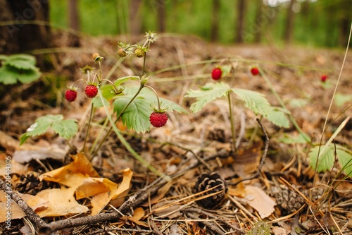 Red berries on a strawberry bush growing in the wild in a pine forest. Image close up.