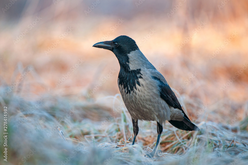 Hooded crow (Corvus cornix) , standing in a field Hooded crow (Corvus cornix) , standing in a field
