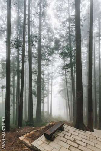Trees with fog in the forest with wooden seat on stone platform in Alishan National Forest Recreation Area in winter in Chiayi County, Alishan Township, Taiwan. photo