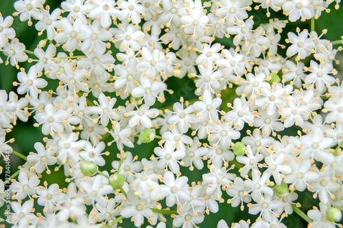 White blossom of elderflower (Sambucus nigra) shrub photo