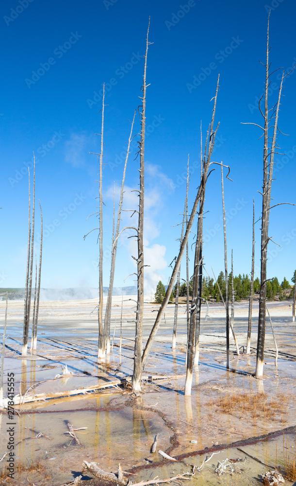 Lower geyser basin Lower geyser basin