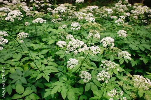 A view of a white-flowered meadow of Aegopodium podagraria L. from the apiales family, commonly referred to as earthen elder, grassland, bishop, weed, cowberry and gout.