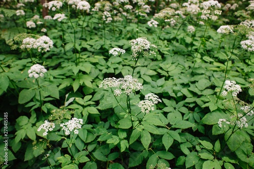 A view of a white-flowered meadow of Aegopodium podagraria L. from the apiales family, commonly referred to as earthen elder, grassland, bishop, weed, cowberry and gout.
