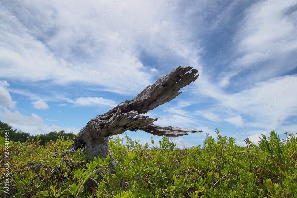A weathered snag reminiscent of alligator jaws in the saltwort fields of the Coastal Paririe in Everglades National Park, Florida. A weathered snag reminiscent of alligator jaws in the saltwort fields of the Coastal Paririe in Everglades National Park, Florida.