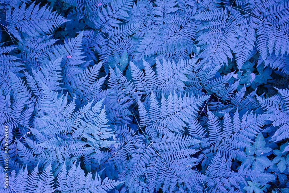 Large neon color bush fern in the forest. Background from the leaves of plants