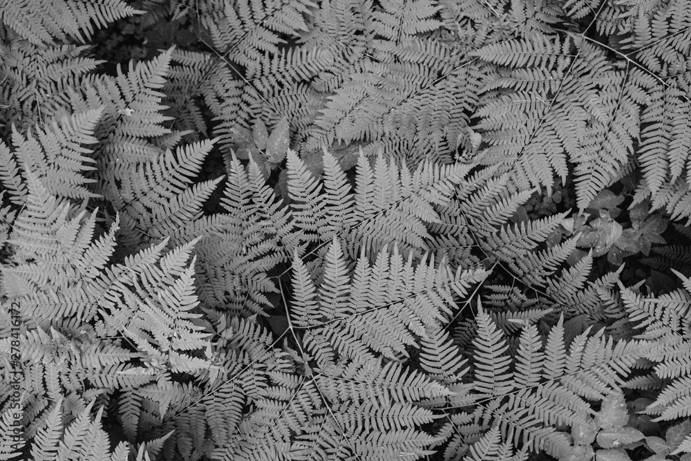 Large green bush fern in the forest. Background from the leaves of plants