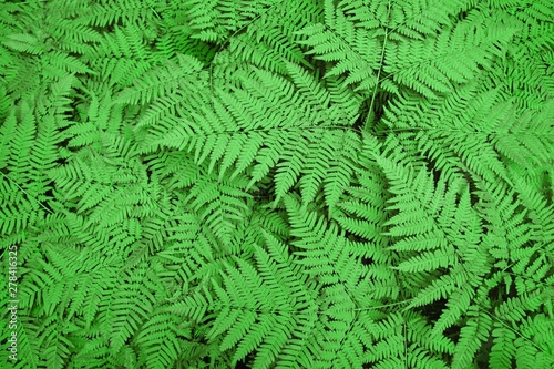 Large neon color bush fern in the forest. Background from the leaves of plants