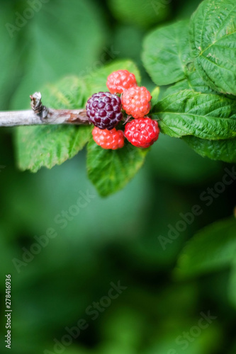 Branch of Black Raspberries