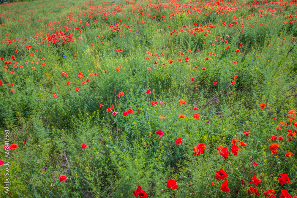 Field of poppy flowers 