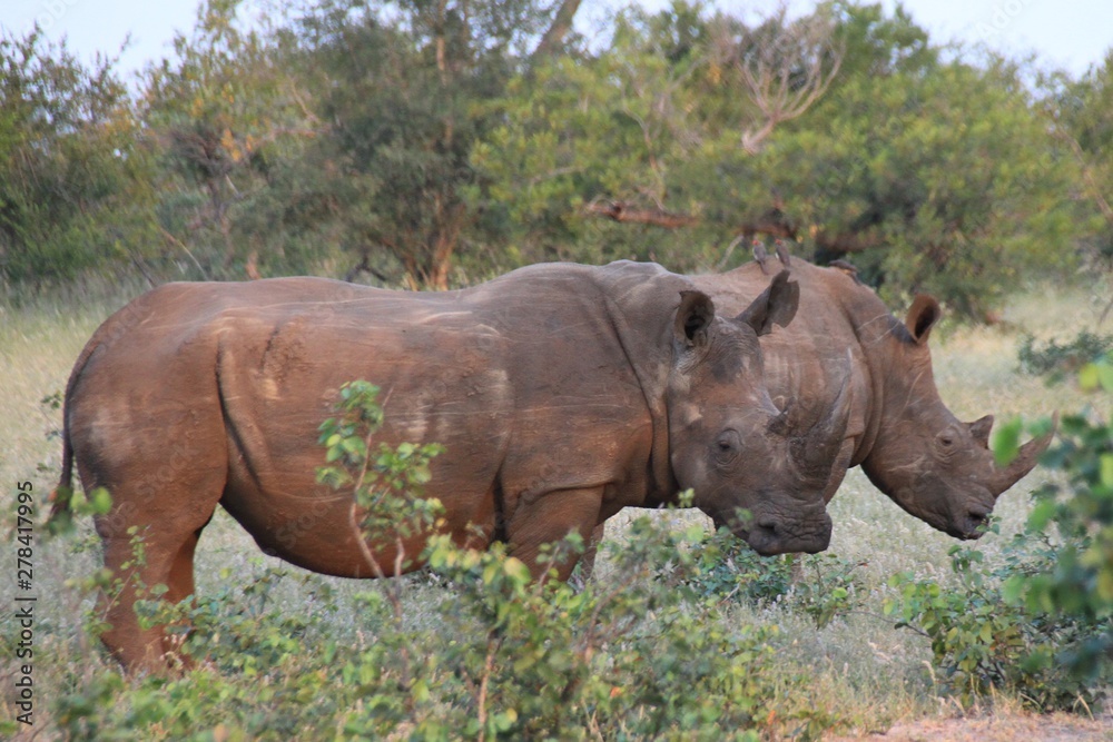 Fototapeta premium white rhinoceros in zoo
